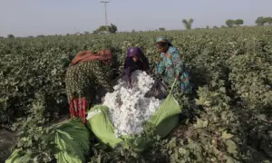 Cotton stocks at ‘lowest ebb’ ahead of ginning season