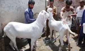 Police say 25 sacrificial goats worth Rs1.9m stolen from Karachi’s Gulistan-i-Jauhar
